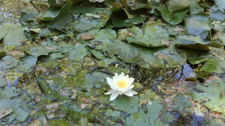 water-lilie