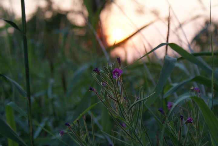 Purple flowers
