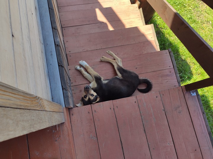 dog