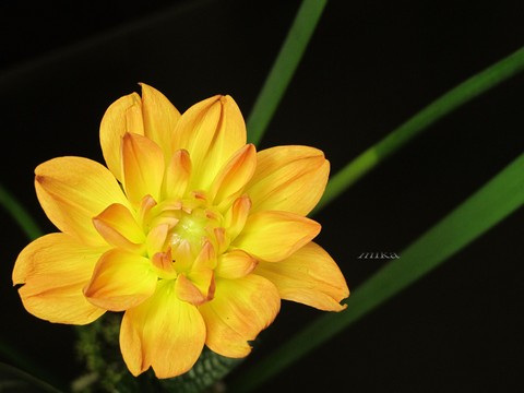 《 大理花》Dahlia