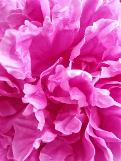 pion