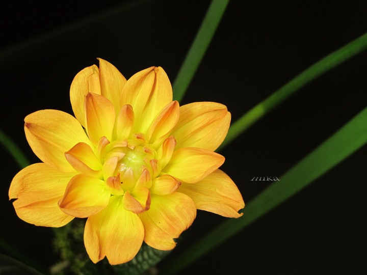 《  大理花》Dahlia