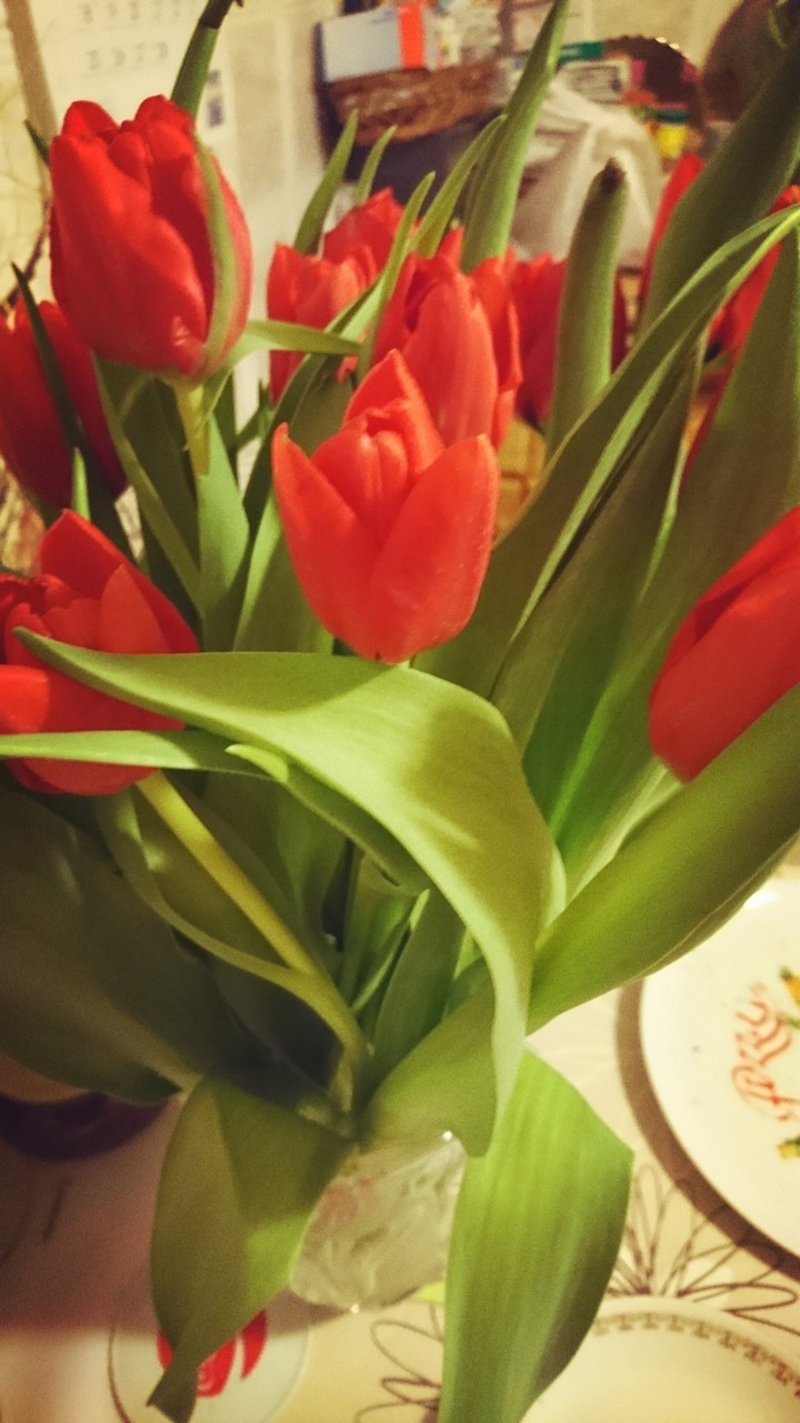 Valentine red Tulips love