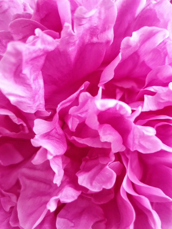 pion