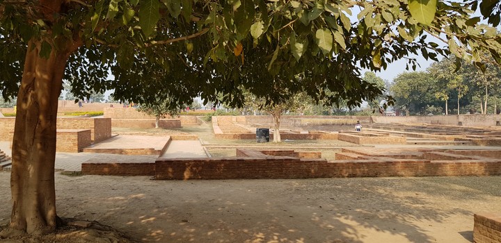 Shadow of Tree