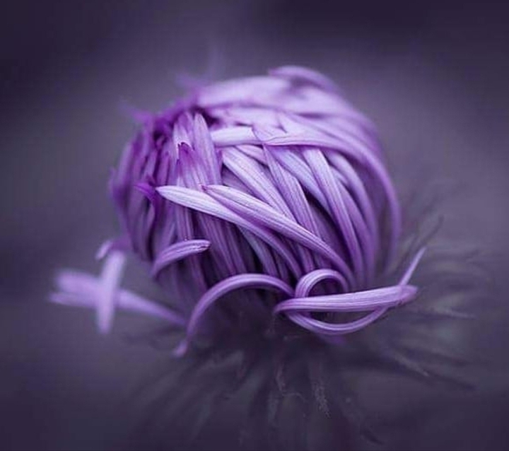 Life in Purple