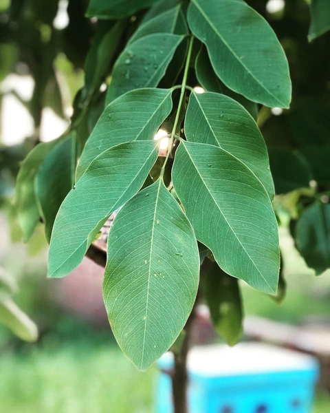 Leafs