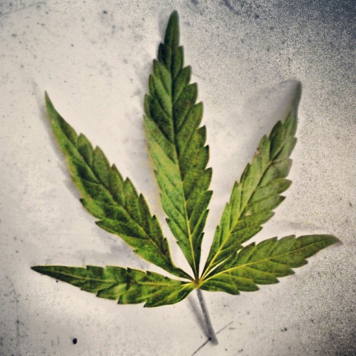 Eco Friendly Love of Stoners
