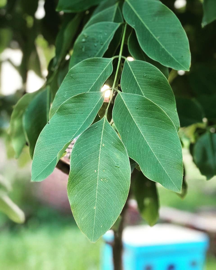 Leafs