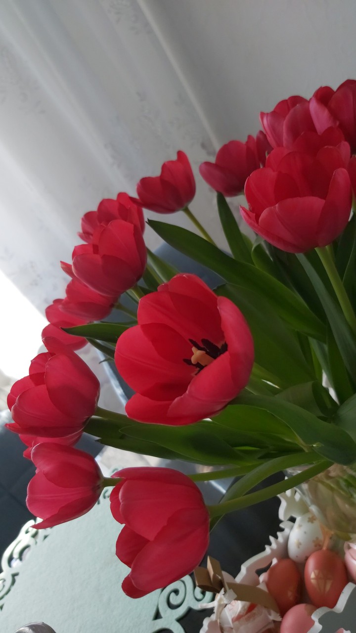 Tulip
