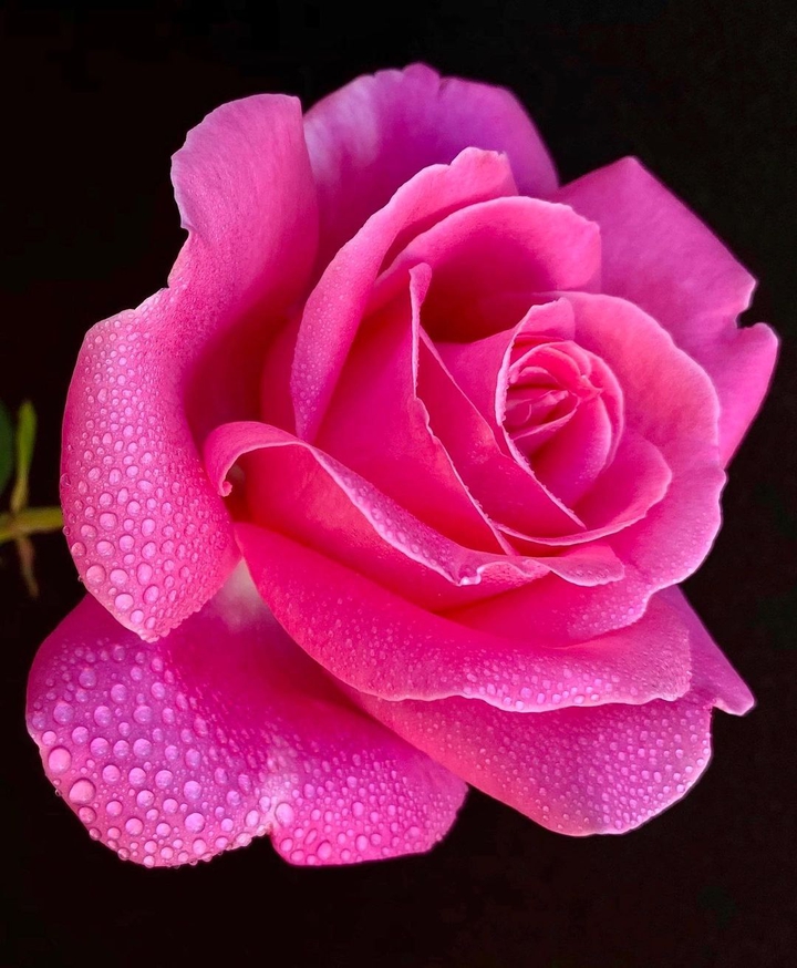 #flowers