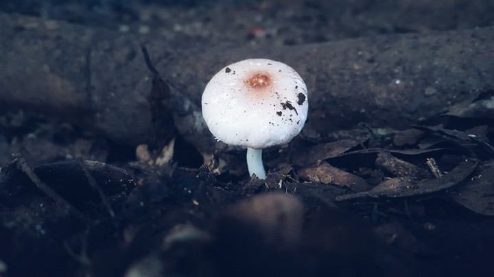 Mushroom
