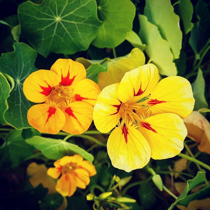Fiori