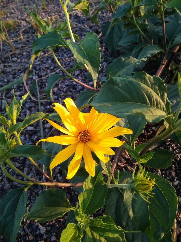 sun
