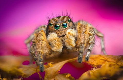 bee