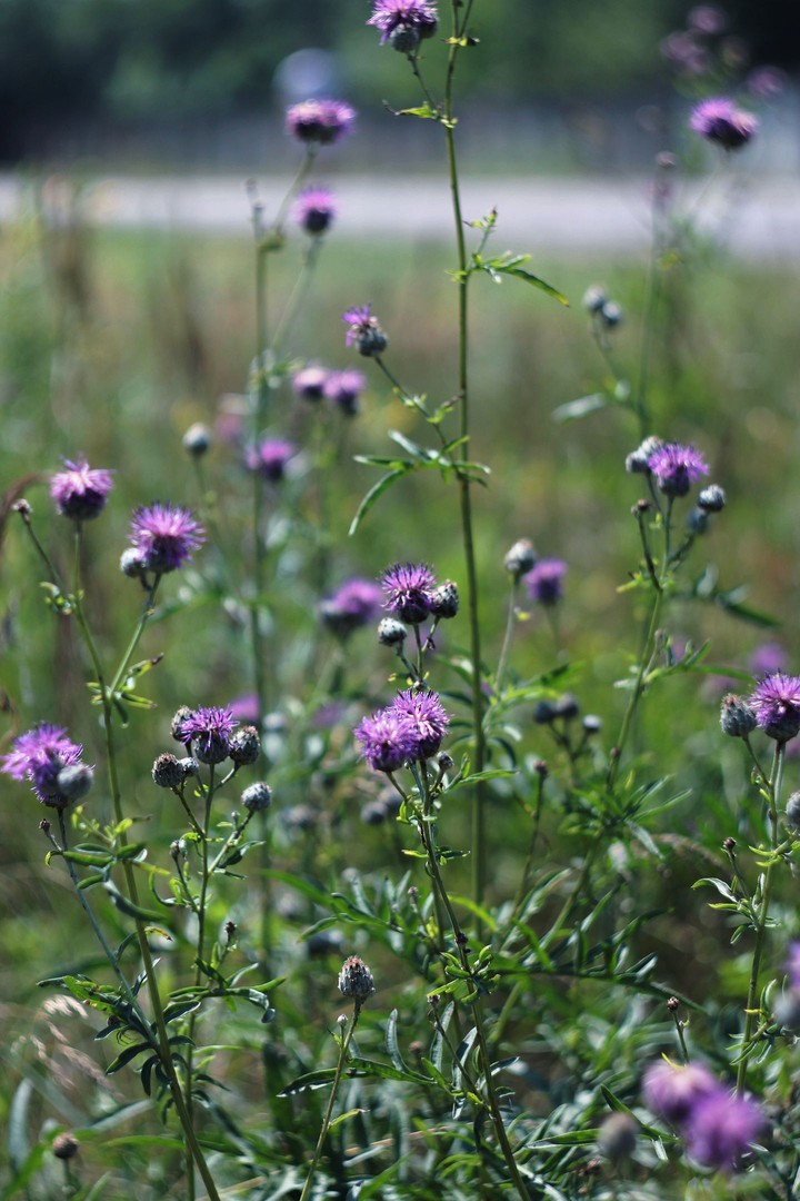 dark forest flowers