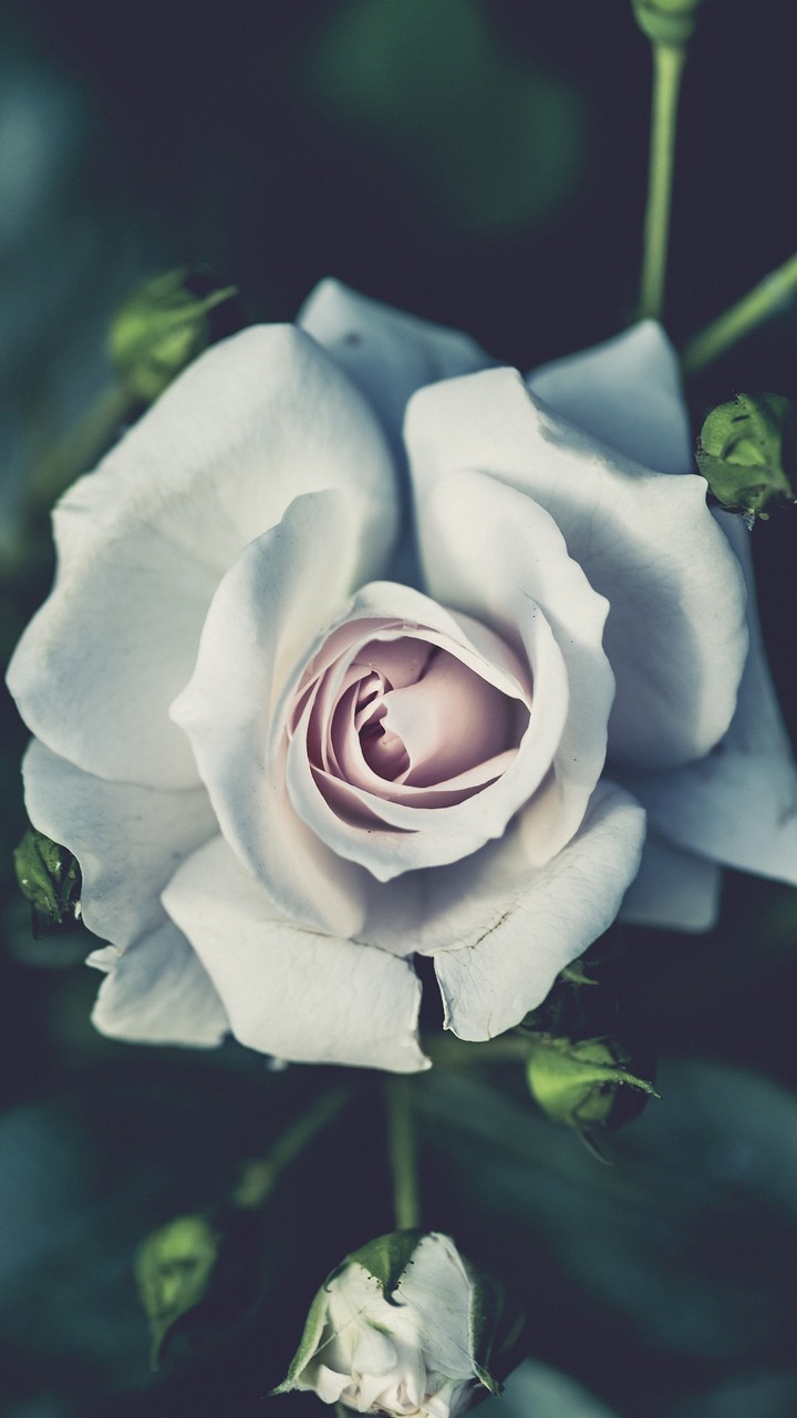 The Flower