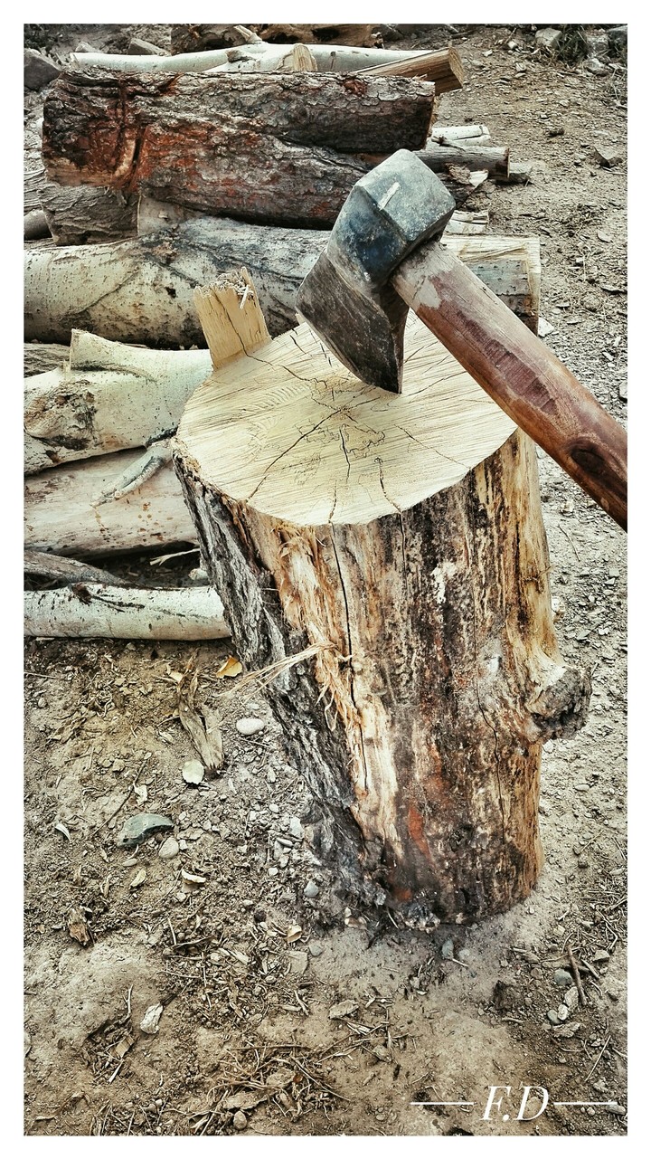 tree