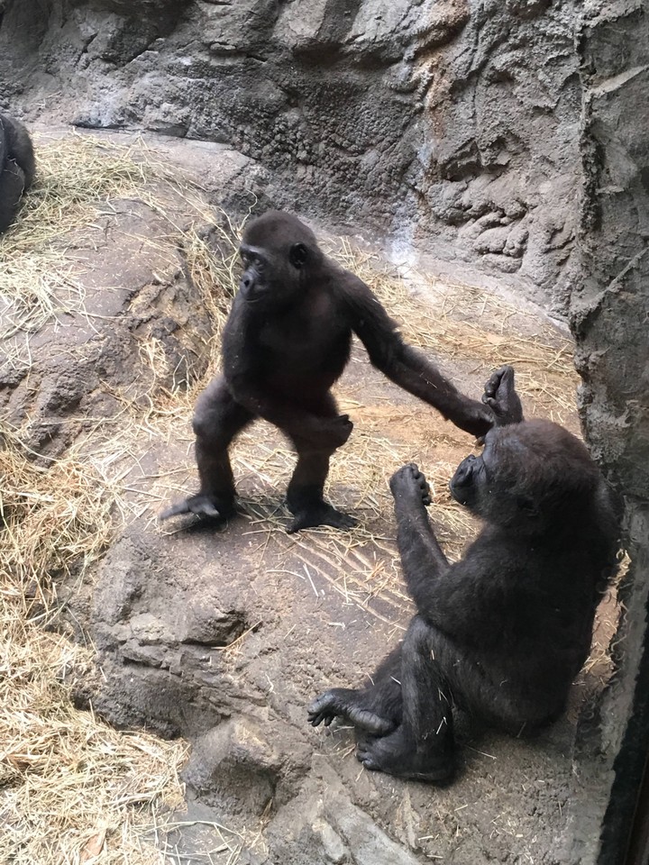 zoo