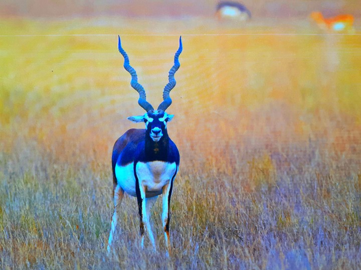 Deer