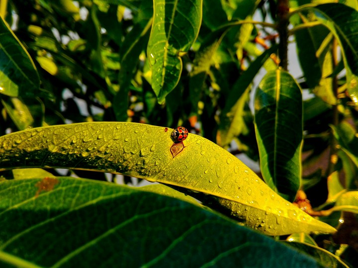 ladybug