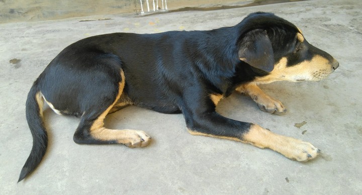 Home Dog