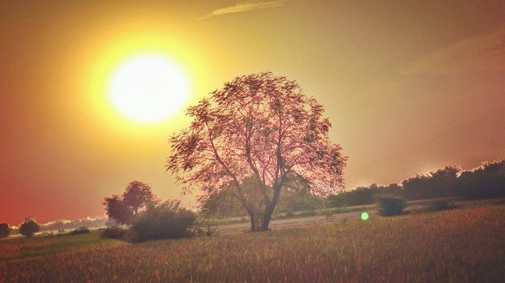 Single tree with sun