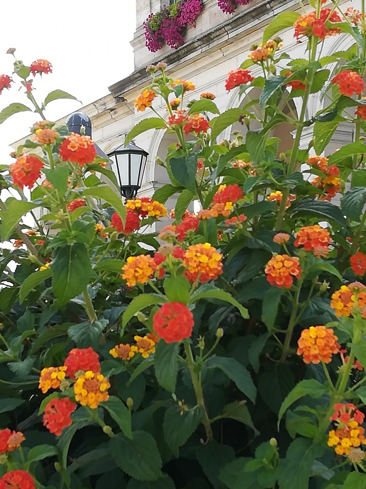 flowers
