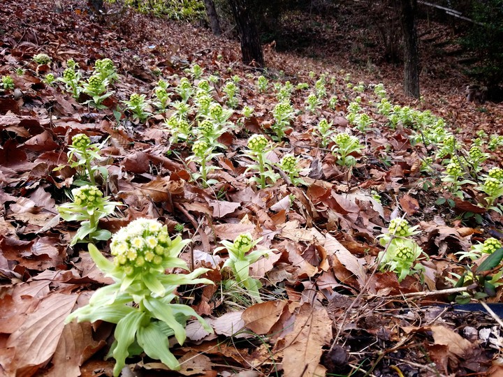 Butterbur sprout