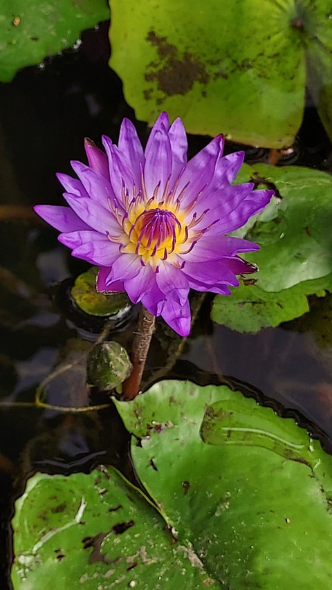 盛開的蓮花