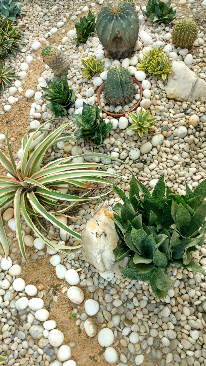 cactus decorations