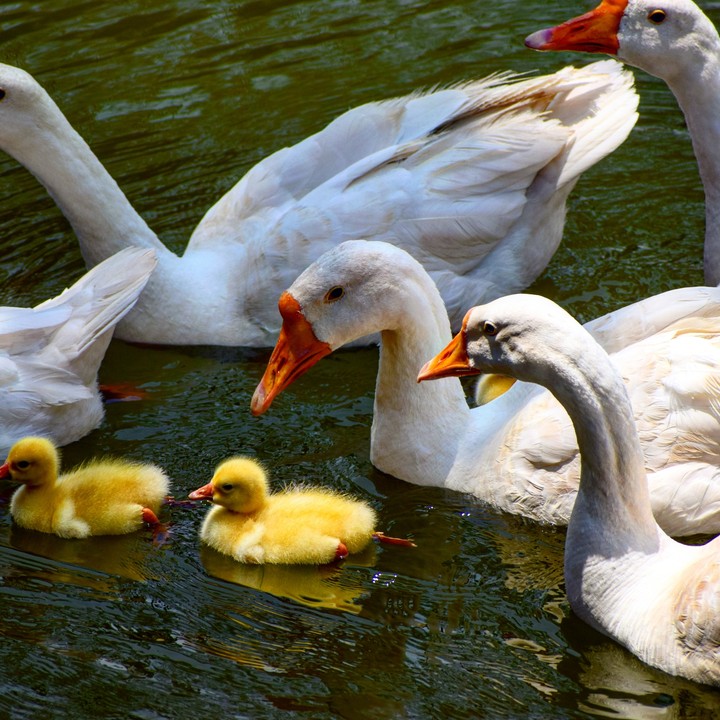 Ducklings