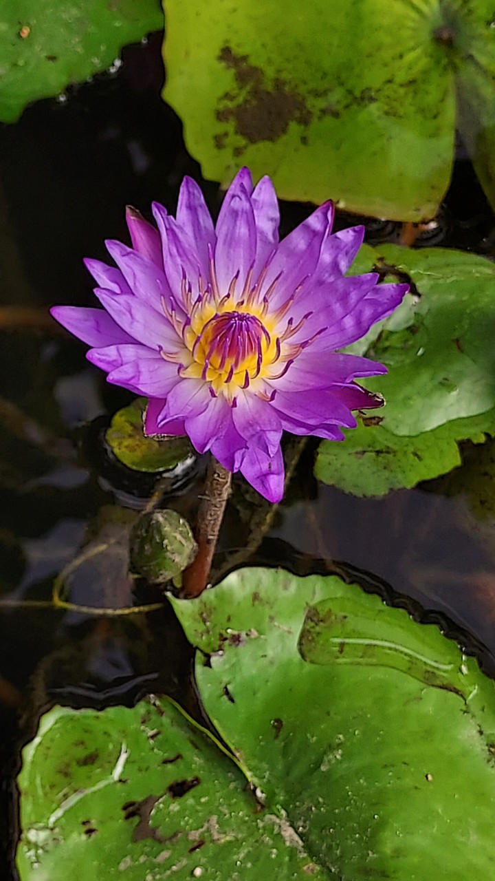 盛開的蓮花