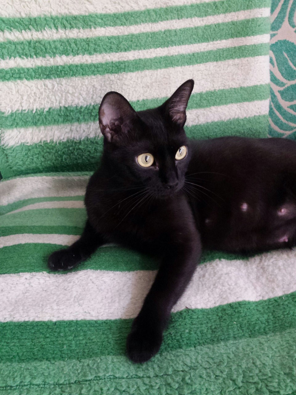 Black cat