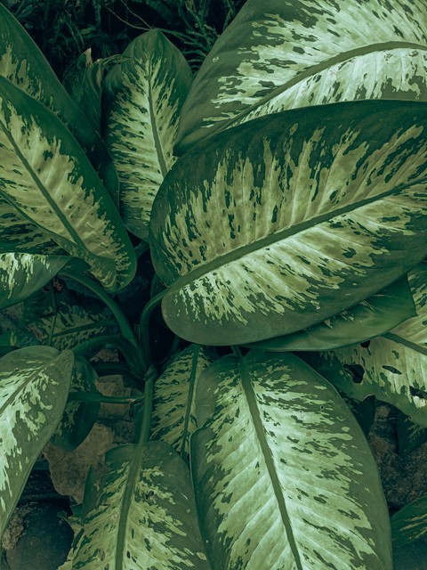 plant, arecales achtergronden