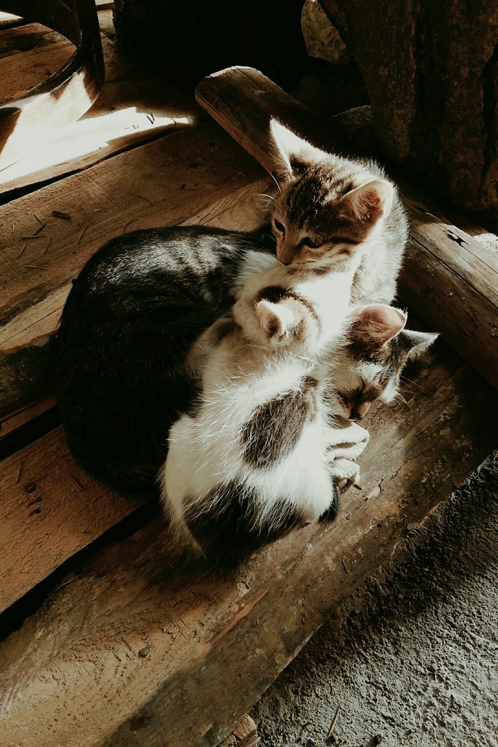@cats @sleeping