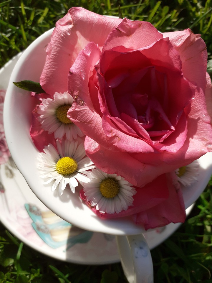 london rose