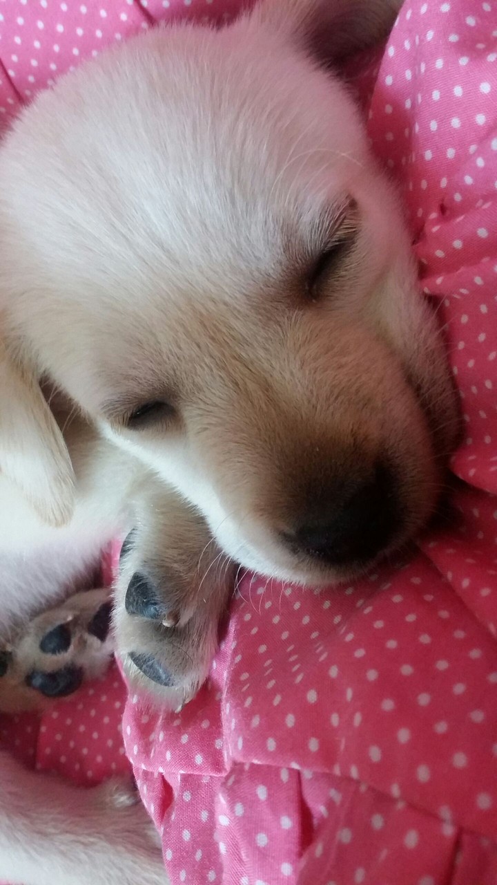 Labrador