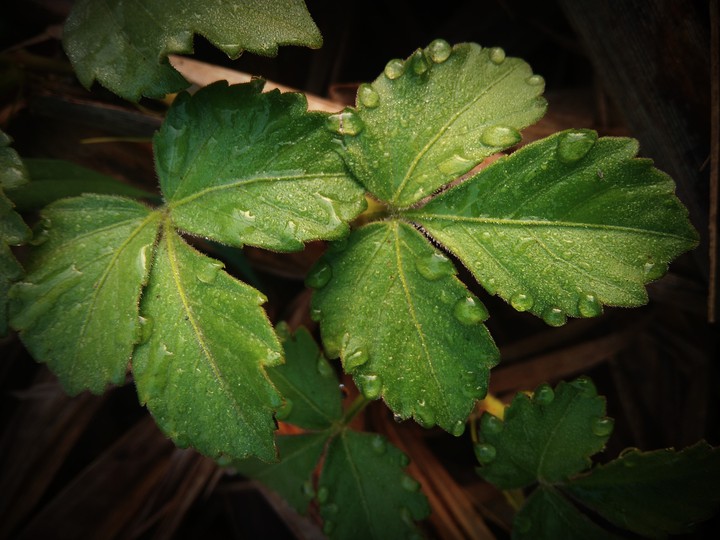 drop of rain on the leaf