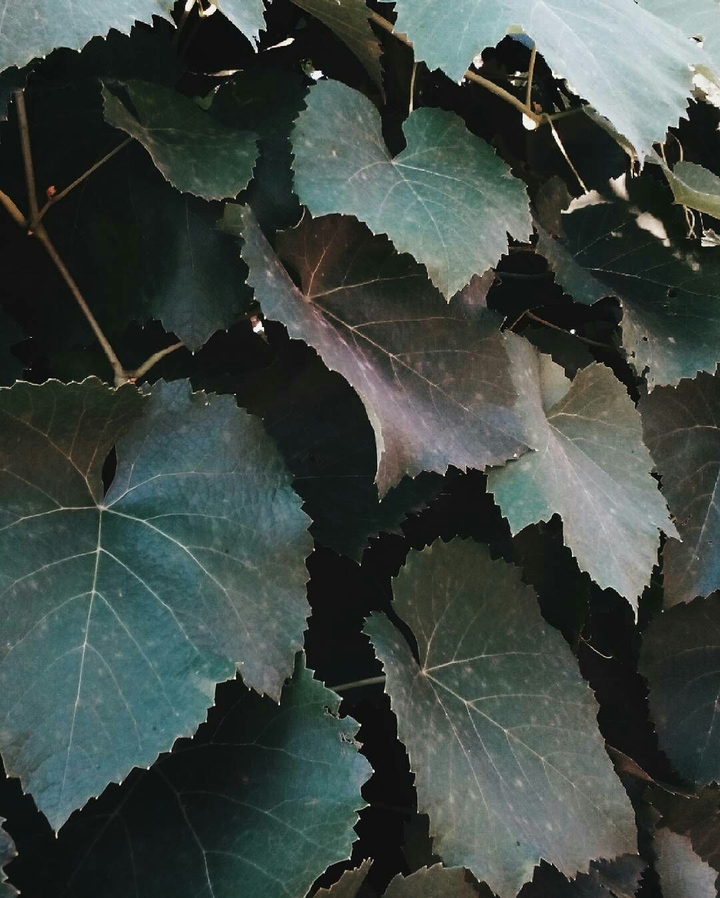 leaf