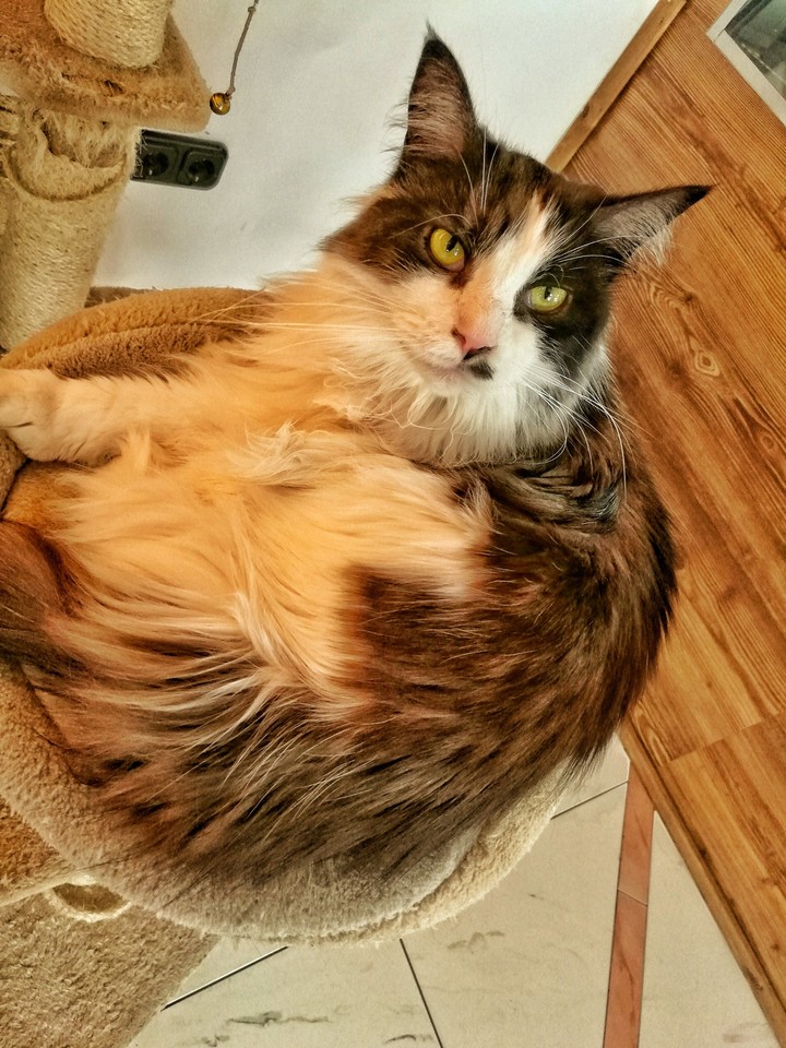 Cat