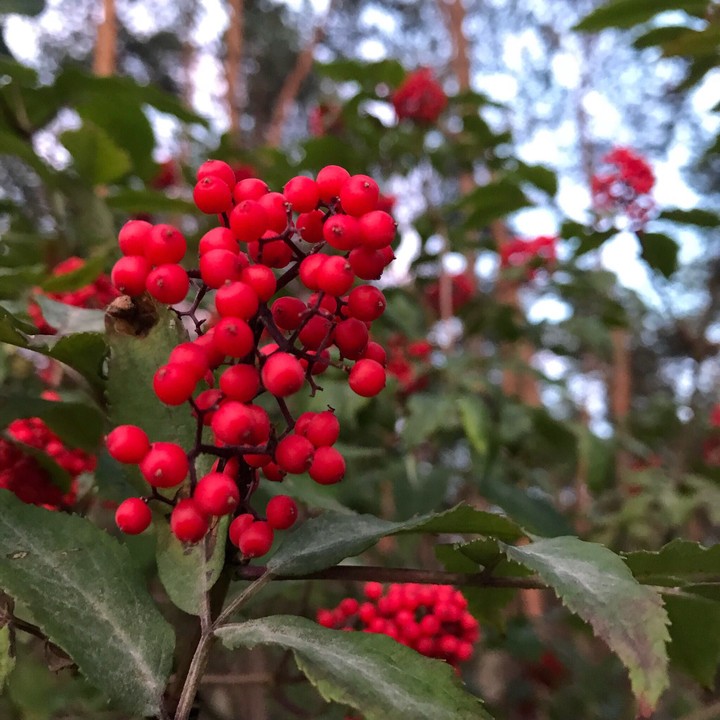 berry