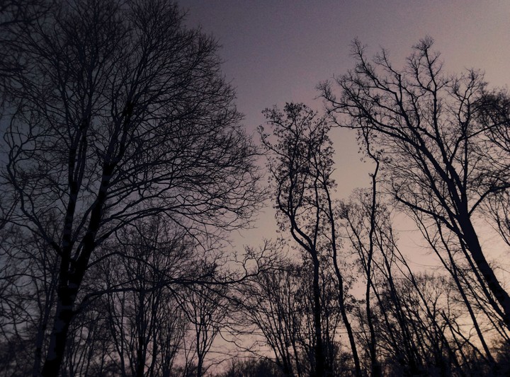 trees