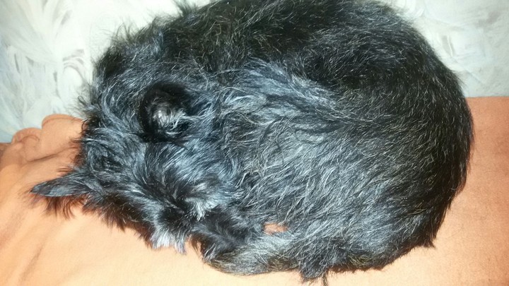 our tired dog