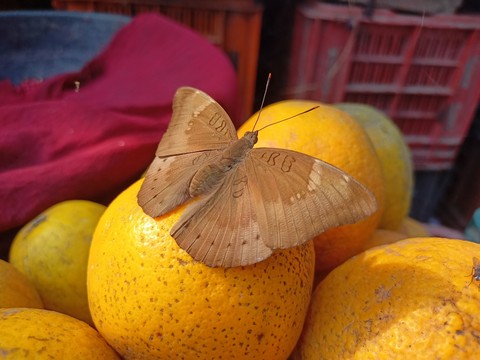 moth in fruit