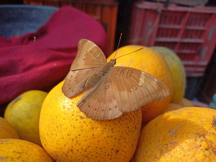 moth in fruit