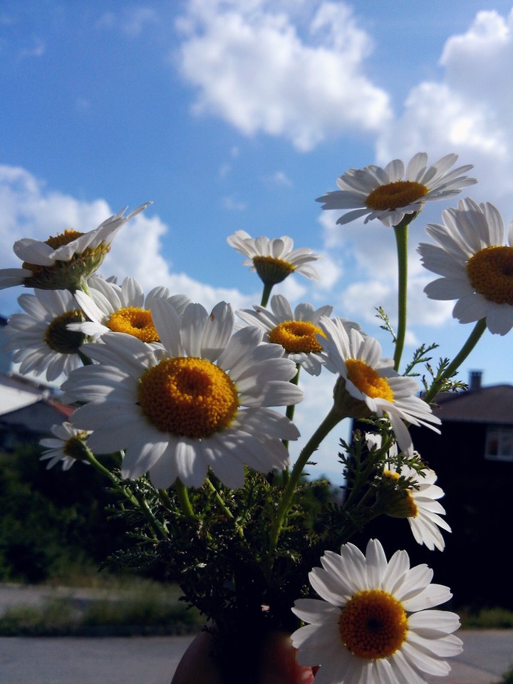 Daisy