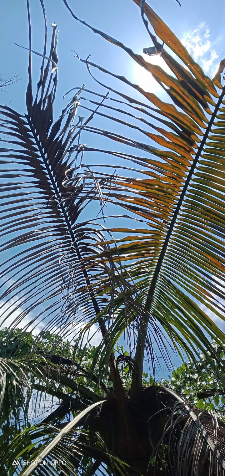 coconut leaves