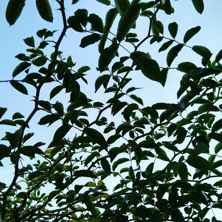 nature