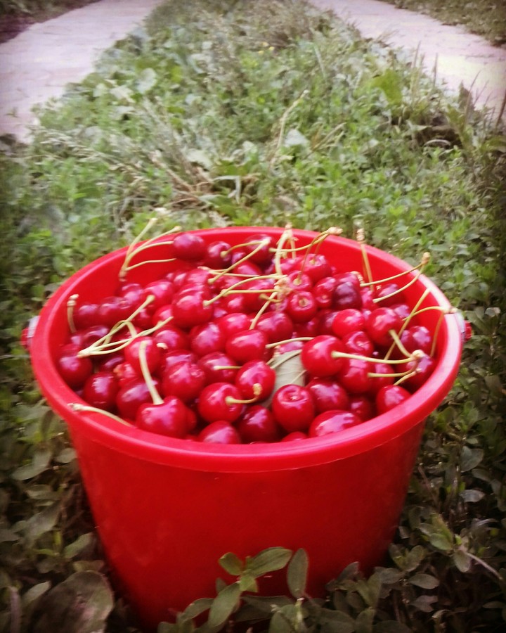 cherry